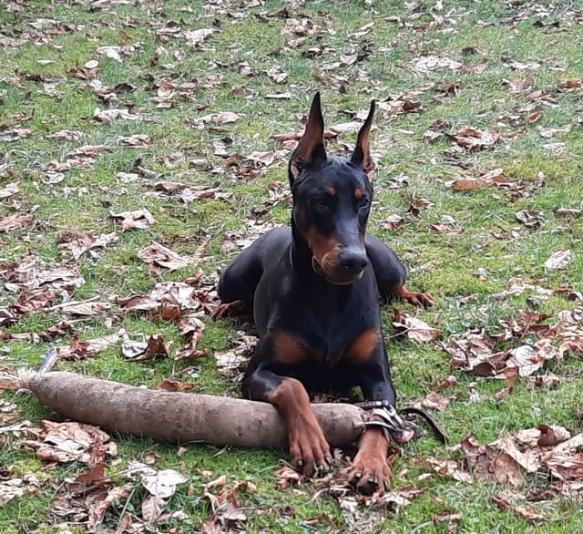 Doberman Pinscher Puppies media 15