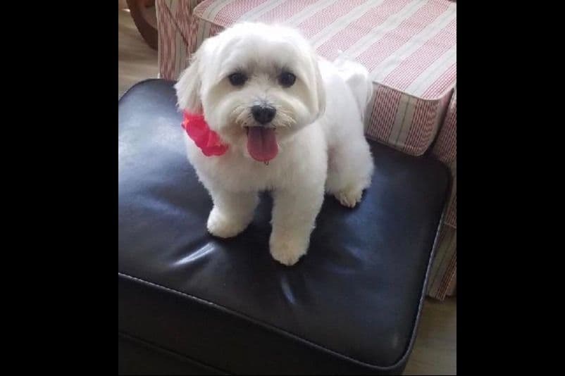 Havanese Puppies in Grandville, Michigan breeder image 1