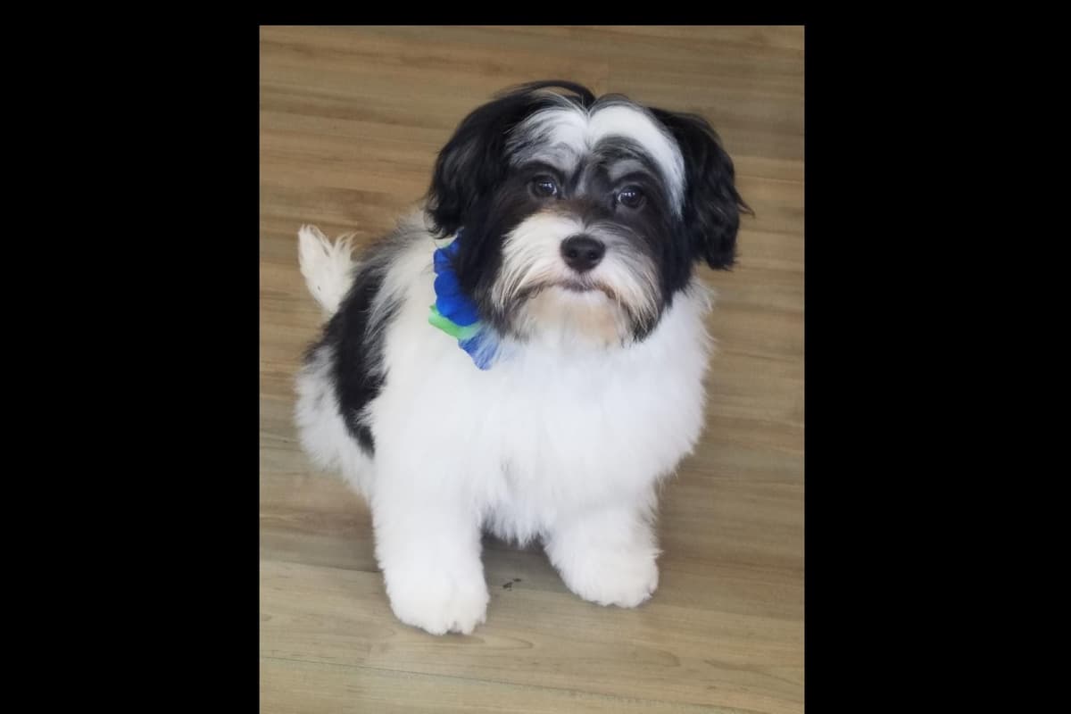 Havanese Puppies in Grandville, Michigan breeder image 2