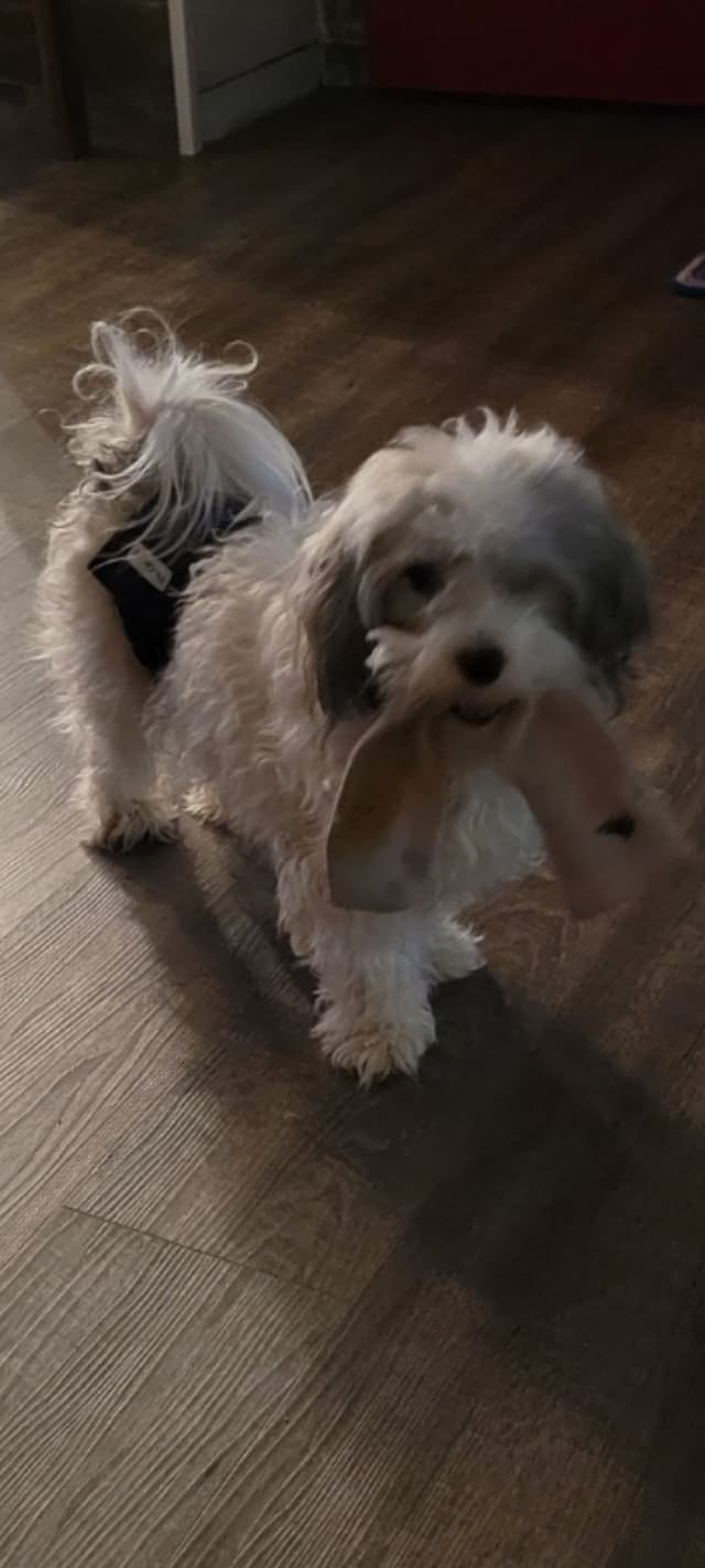 Havanese Puppies in Grandville, Michigan media 4