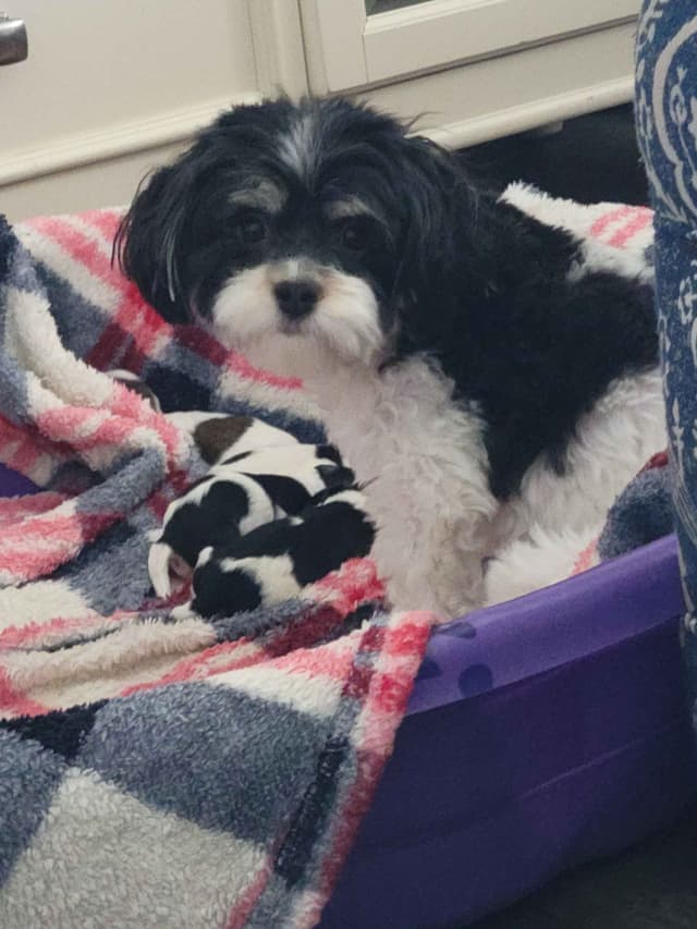 Havanese Puppies in Grandville, Michigan media 3