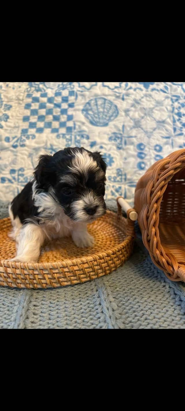 Havanese Puppies in Grandville, Michigan media 2
