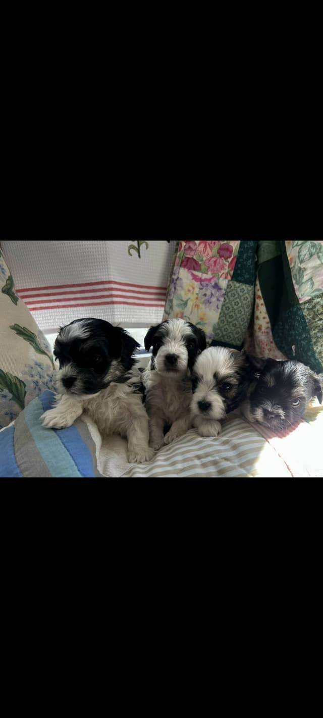 Havanese Puppies in Grandville, Michigan media 5