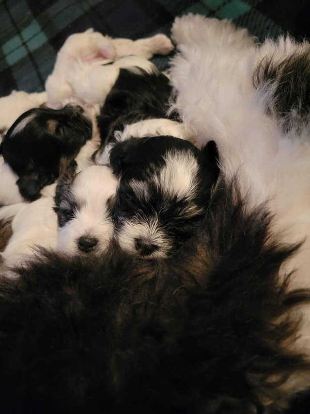 Havanese Puppies in Grandville, Michigan media 6