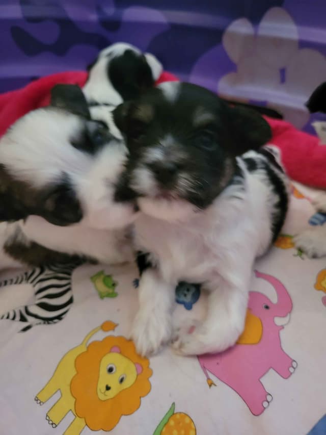 Havanese Puppies in Grandville, Michigan media 7