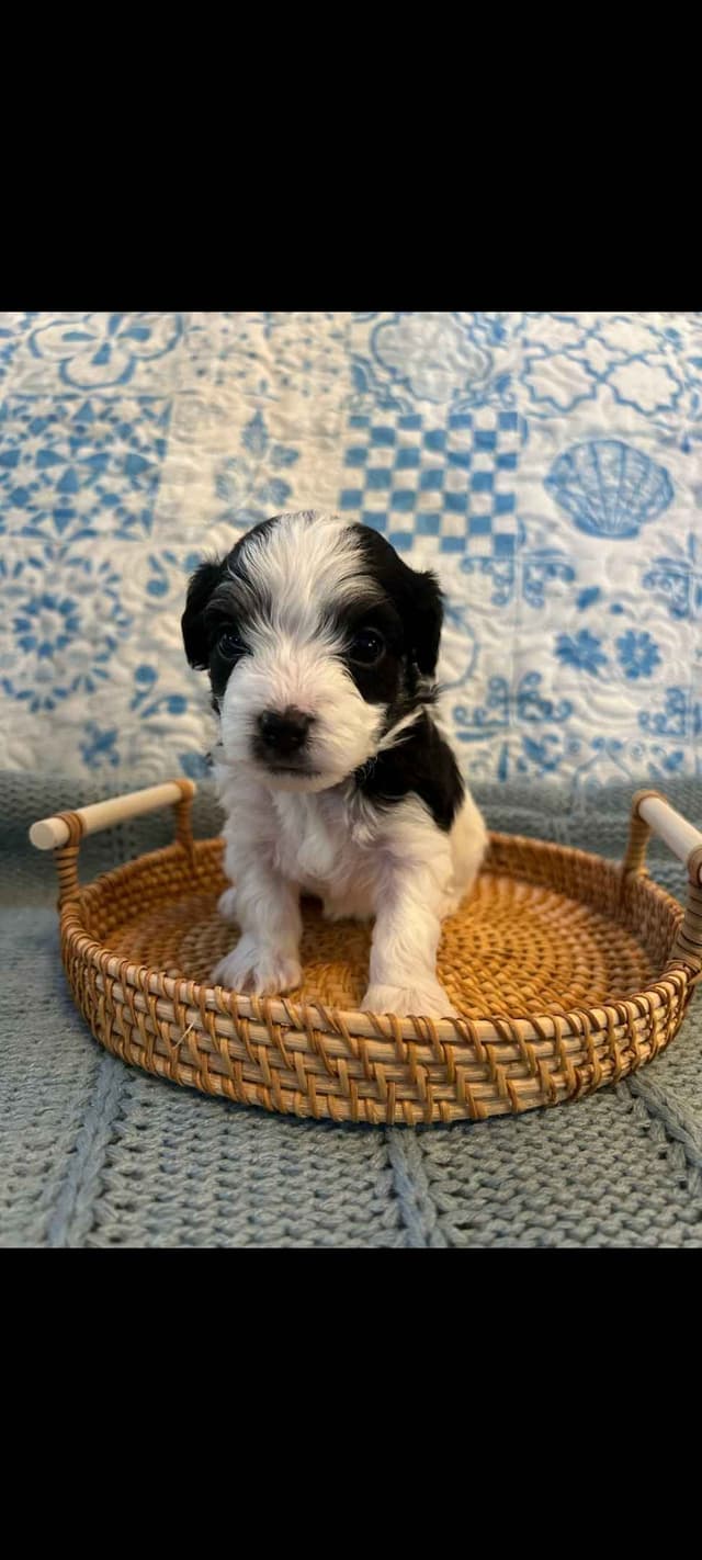 Havanese Puppies in Grandville, Michigan media 10