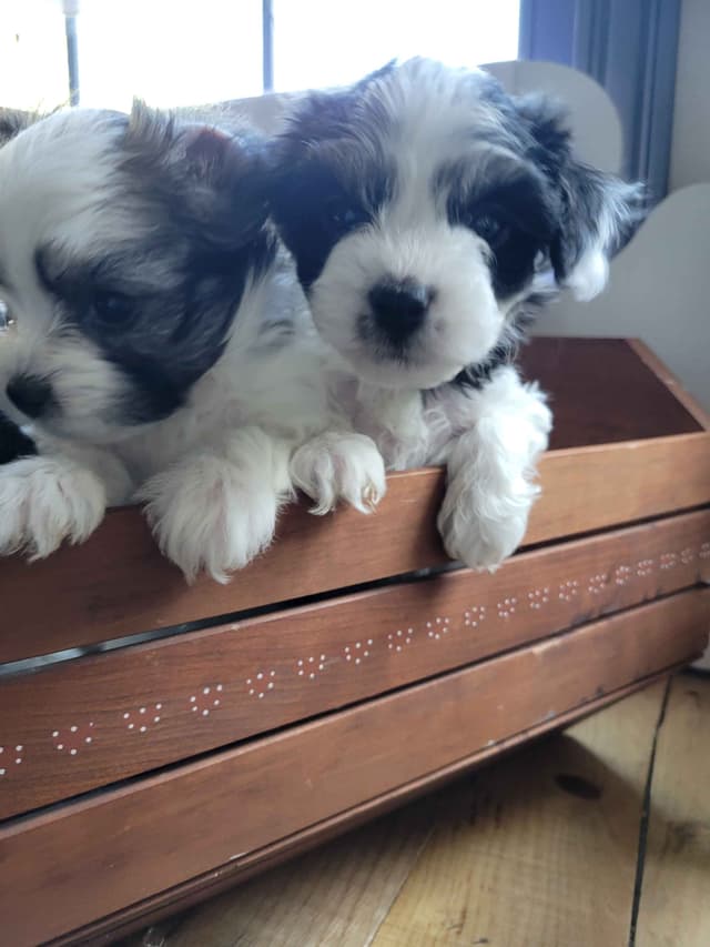 Havanese Puppies in Grandville, Michigan media 12