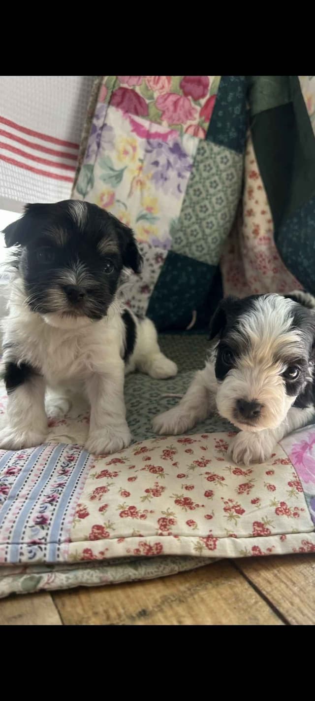 Havanese Puppies in Grandville, Michigan media 14