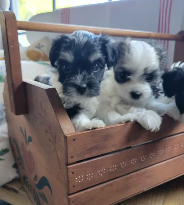 Havanese Puppies in Grandville, Michigan media 16