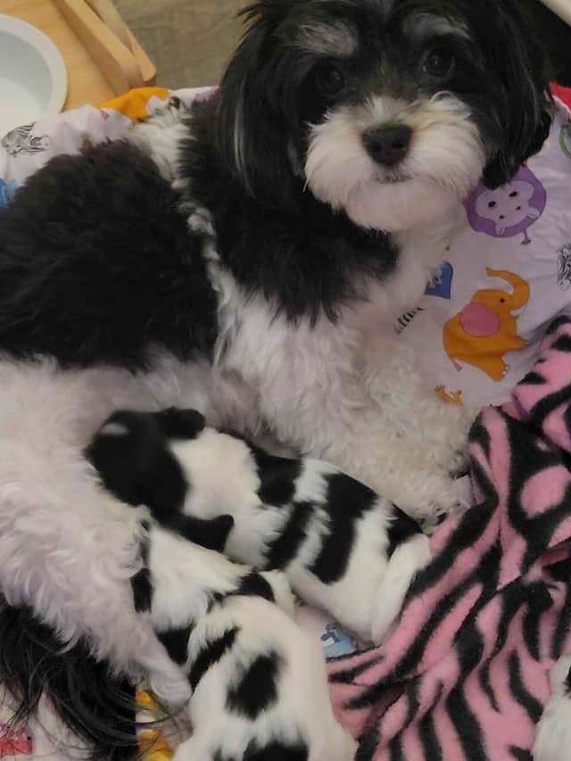 Havanese Puppies in Grandville, Michigan media 20