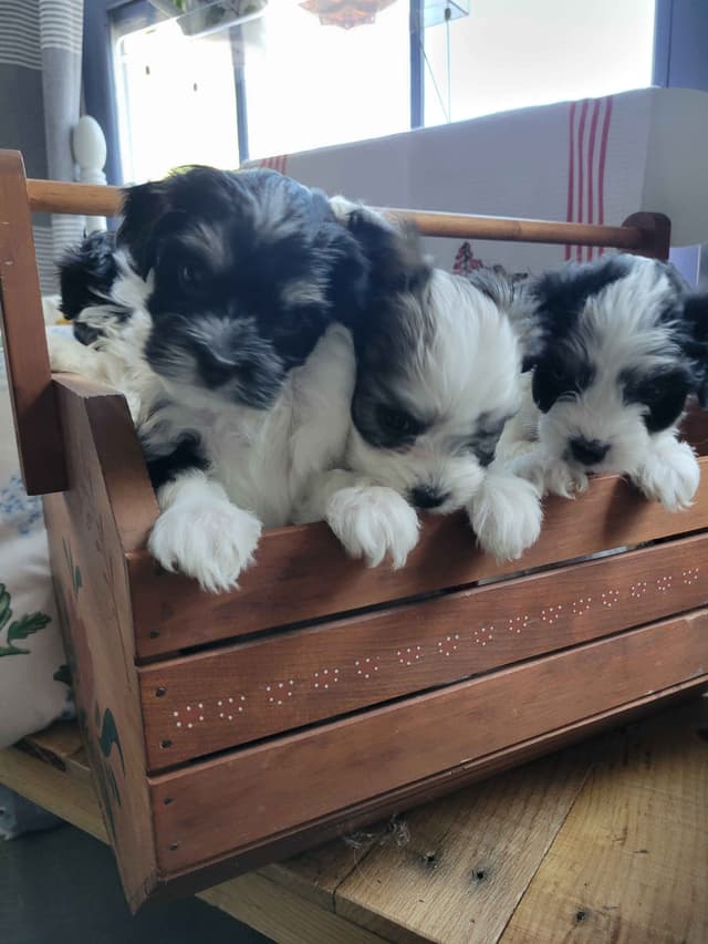 Havanese Puppies in Grandville, Michigan media 24