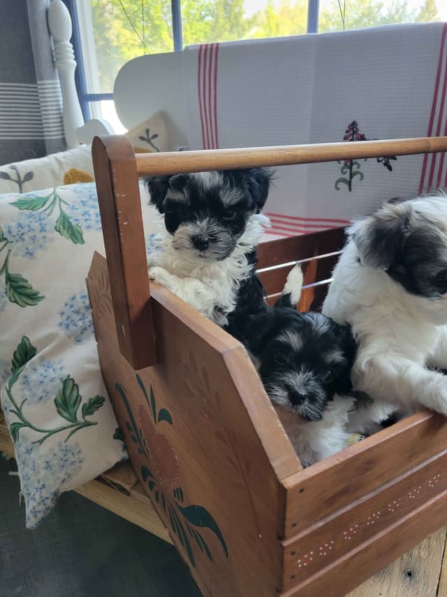 Havanese Puppies in Grandville, Michigan media 25