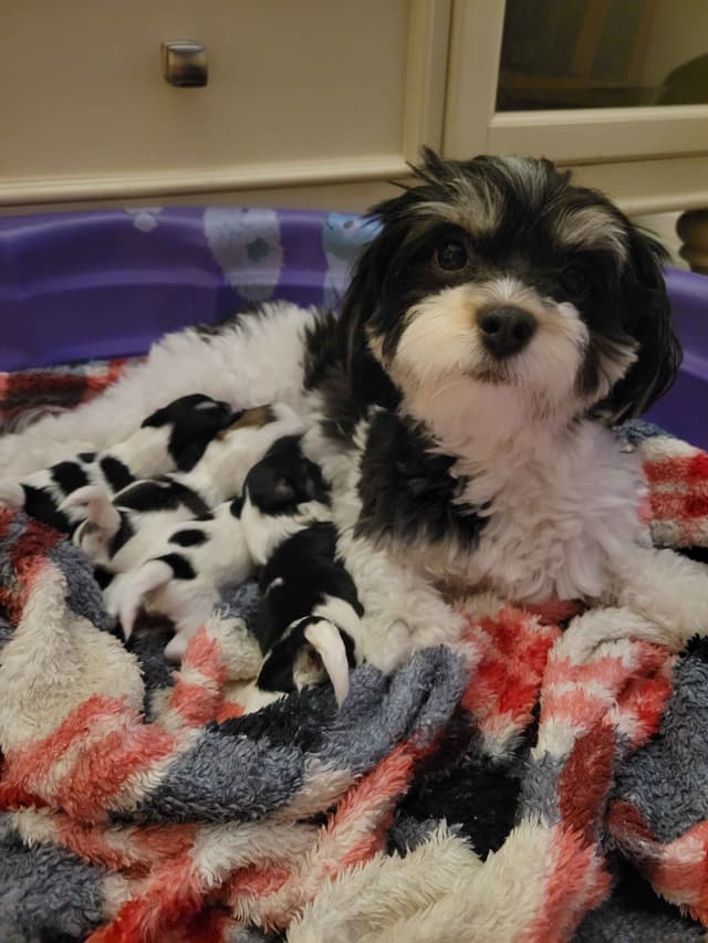 Havanese Puppies in Grandville, Michigan media 21