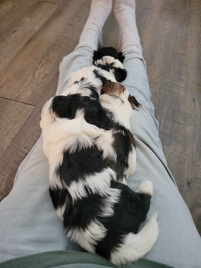 Havanese Puppies in Grandville, Michigan media 23