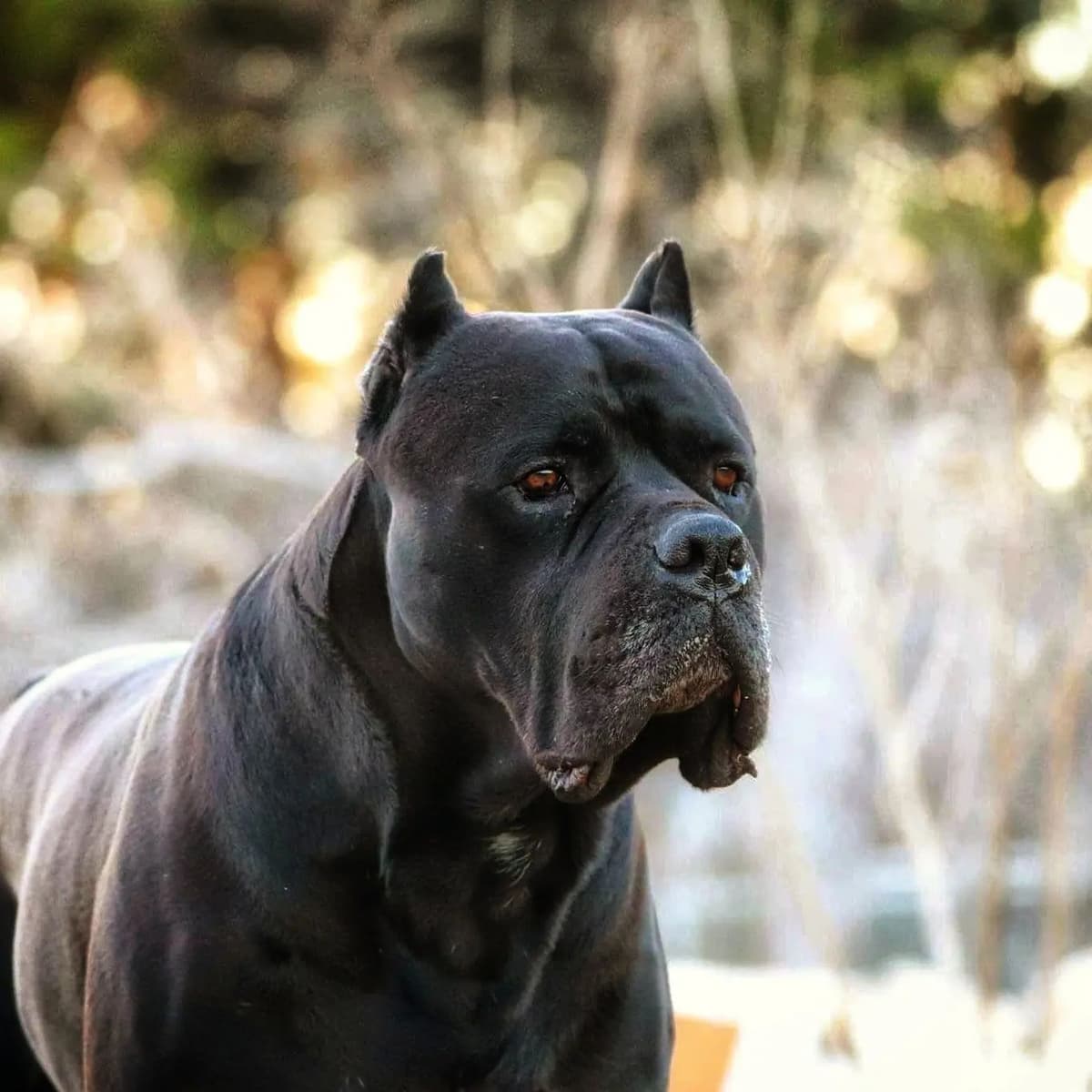 100% Pure and Authentic European Cane Corso Puppies breeder image 1