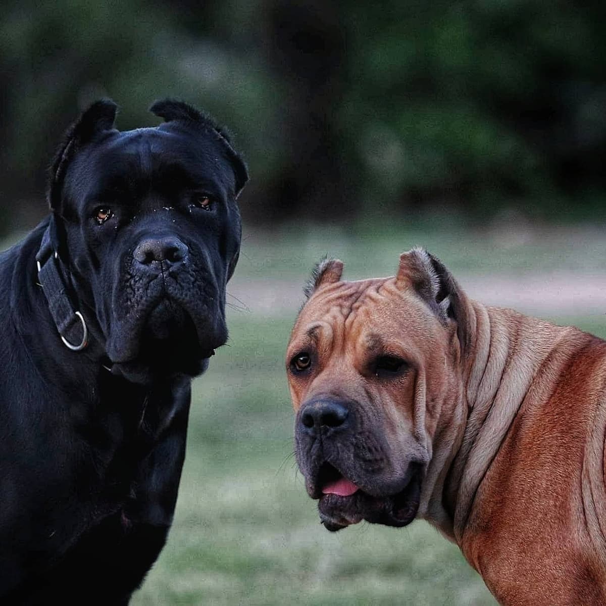100% Pure and Authentic European Cane Corso Puppies breeder image 3
