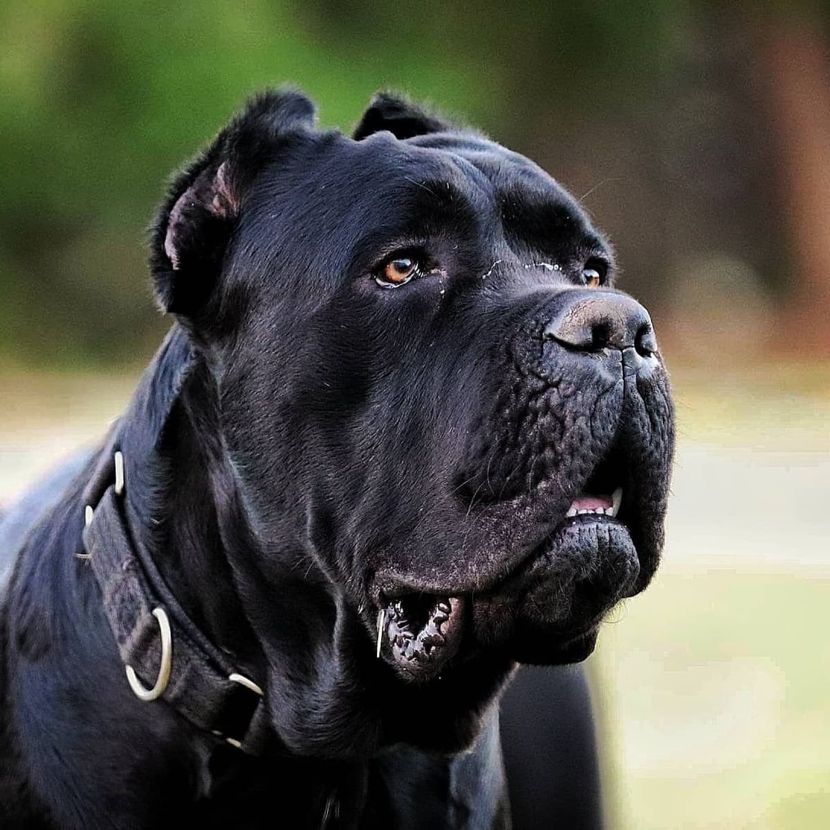 100% Pure and Authentic European Cane Corso Puppies breeder image 5