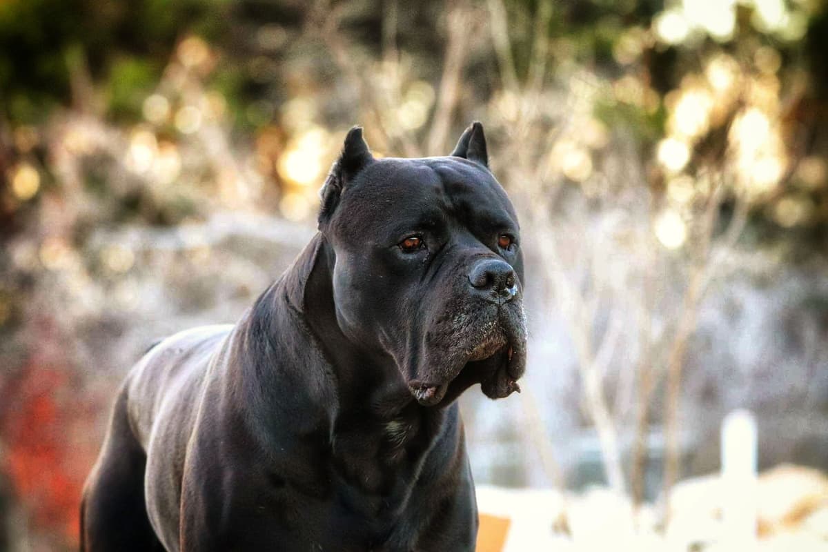 100% Pure and Authentic European Cane Corso Puppies breeder image 4