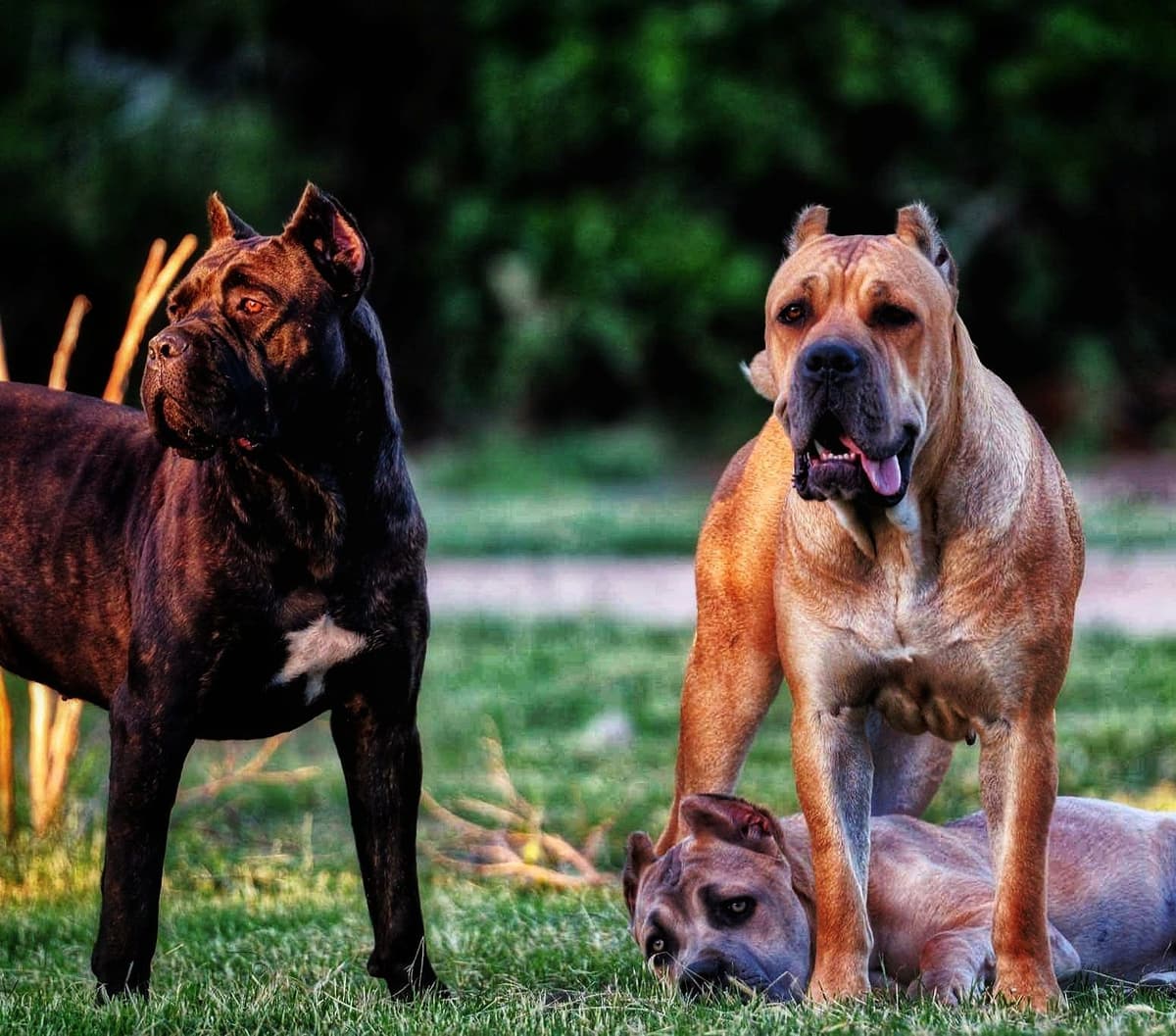 100% Pure and Authentic European Cane Corso Puppies breeder image 10