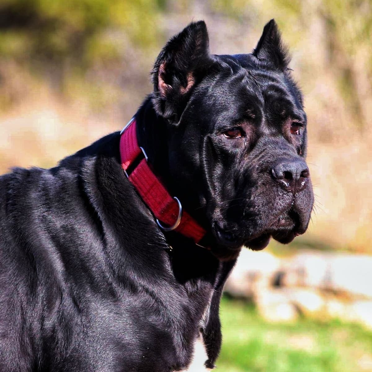 100% Pure and Authentic European Cane Corso Puppies breeder image 7