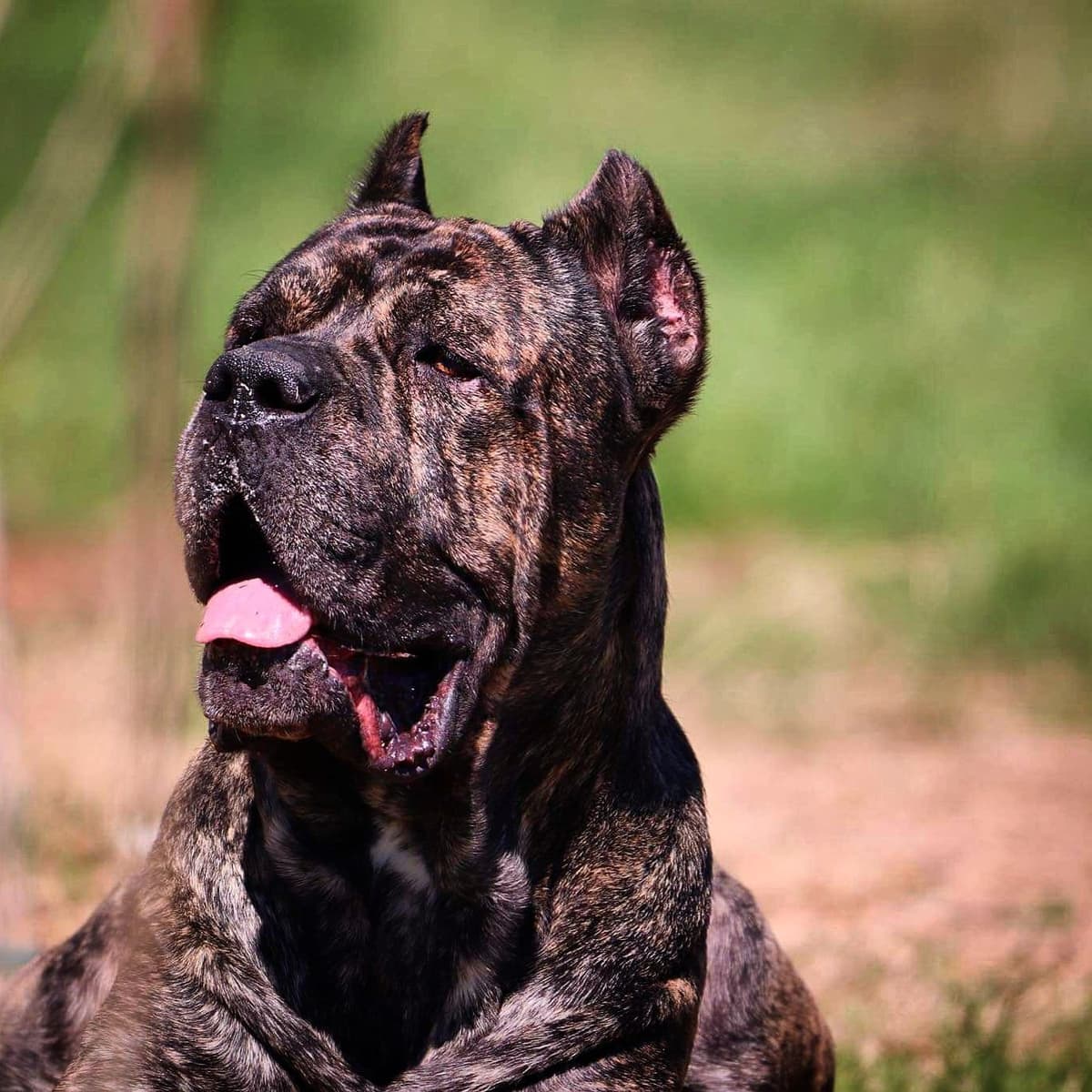 100% Pure and Authentic European Cane Corso Puppies breeder image 9