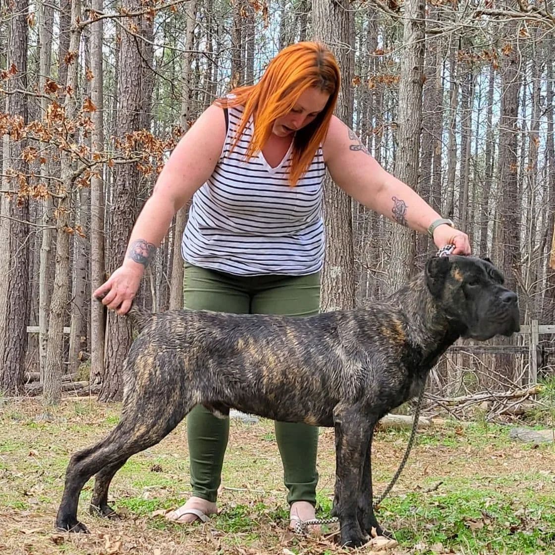 100% Pure and Authentic European Cane Corso Puppies breeder image 11