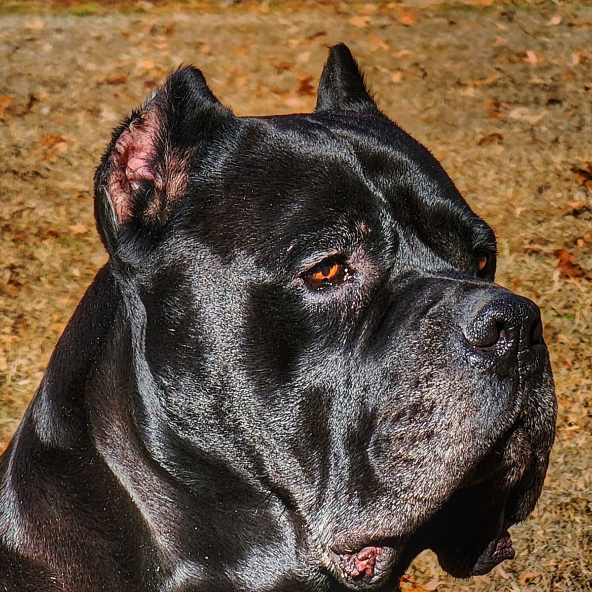 100% Pure and Authentic European Cane Corso Puppies breeder image 12
