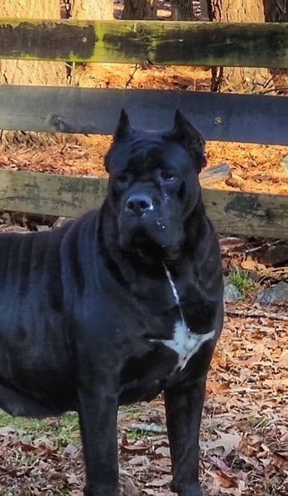 100% Pure and Authentic European Cane Corso Puppies breeder image 13