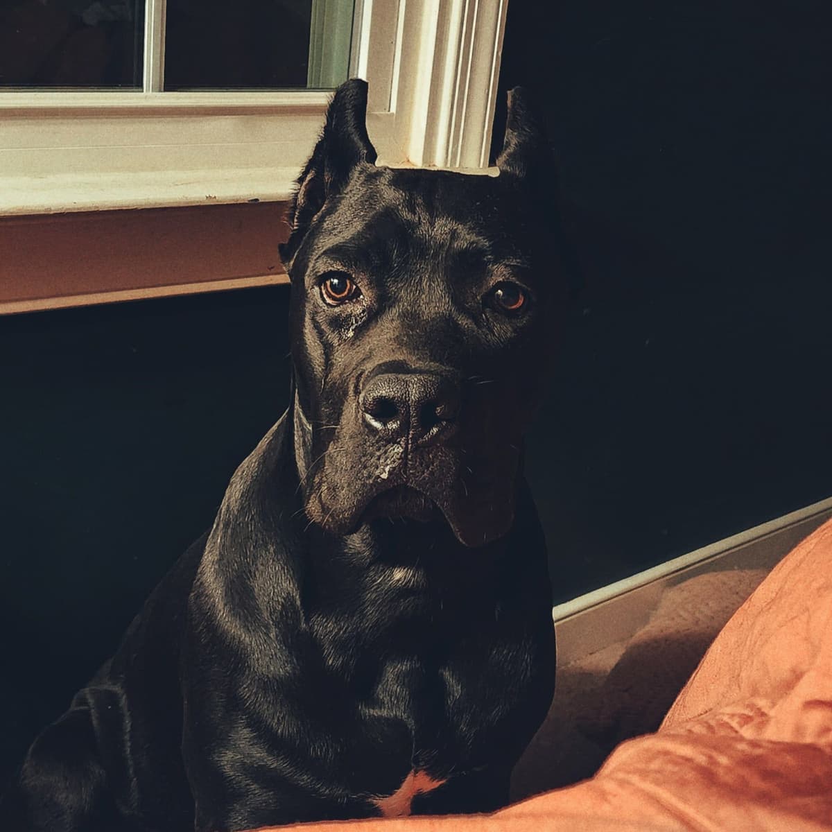 100% Pure and Authentic European Cane Corso Puppies breeder image 14