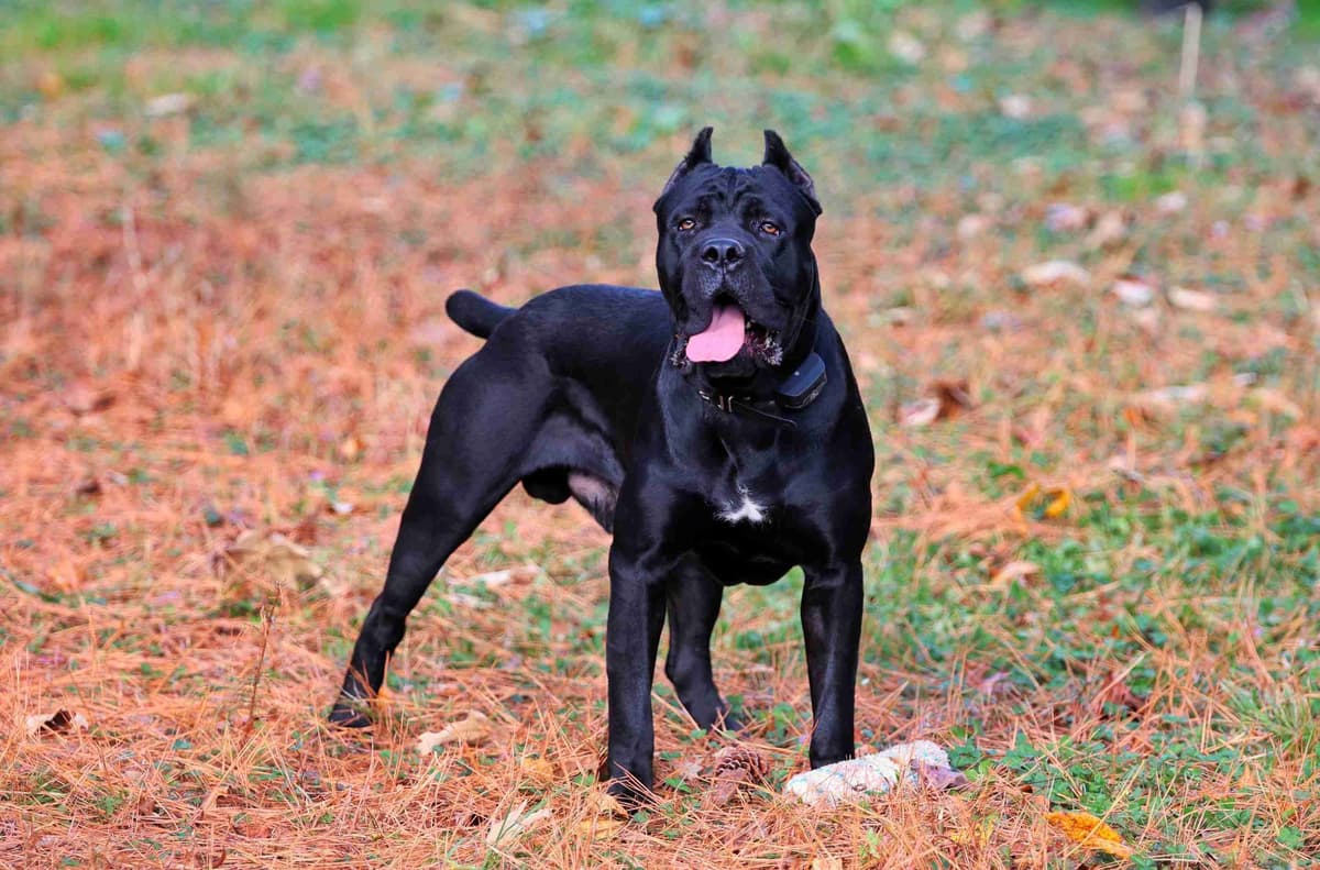 100% Pure and Authentic European Cane Corso Puppies breeder image 19