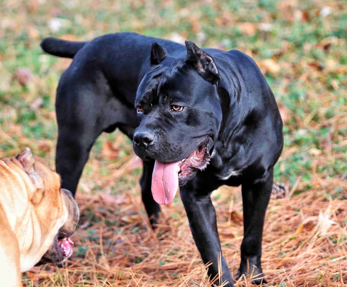 100% Pure and Authentic European Cane Corso Puppies breeder image 20