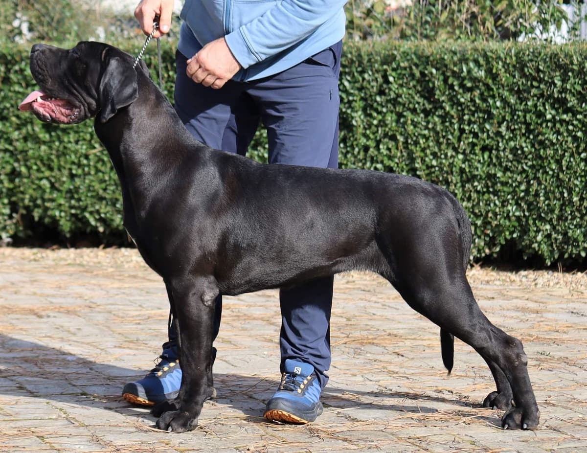 100% Pure and Authentic European Cane Corso Puppies breeder image 16