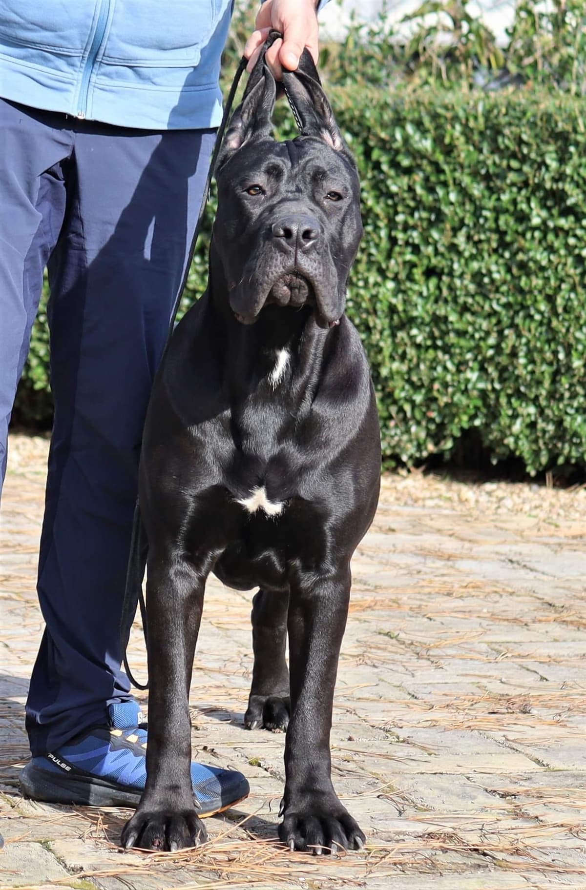 100% Pure and Authentic European Cane Corso Puppies breeder image 18