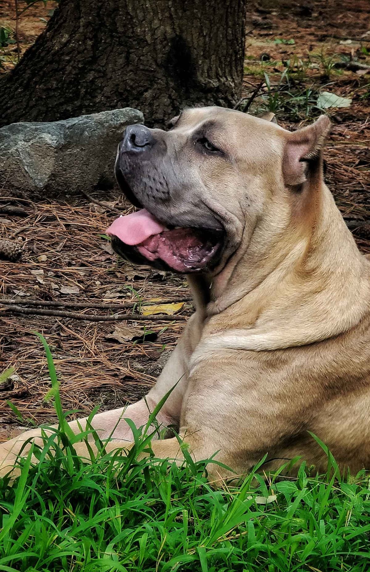 100% Pure and Authentic European Cane Corso Puppies breeder image 17