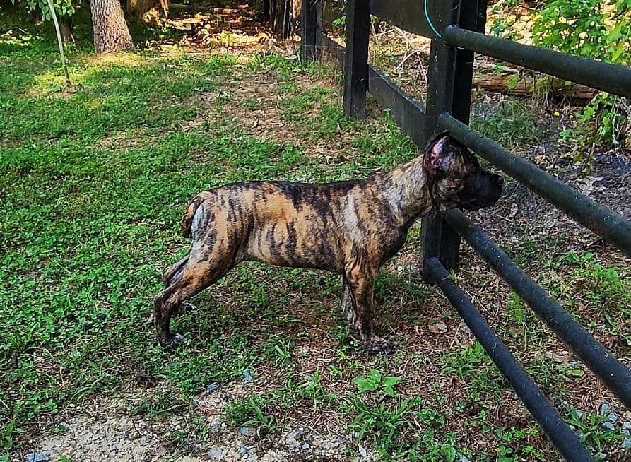 100% Pure and Authentic European Cane Corso Puppies breeder image 21