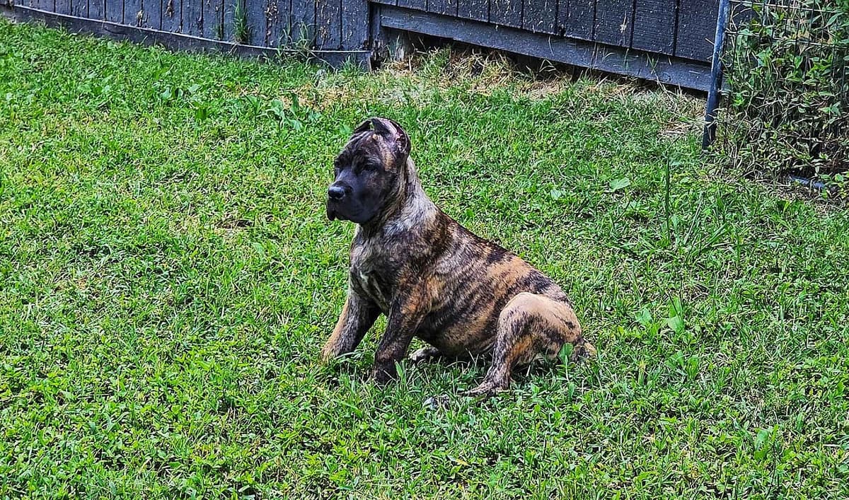 100% Pure and Authentic European Cane Corso Puppies breeder image 23