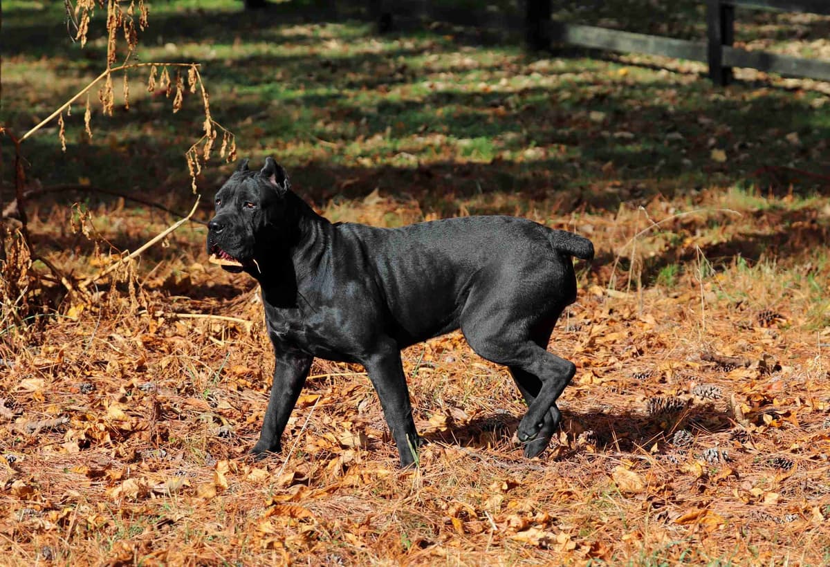 100% Pure and Authentic European Cane Corso Puppies breeder image 24