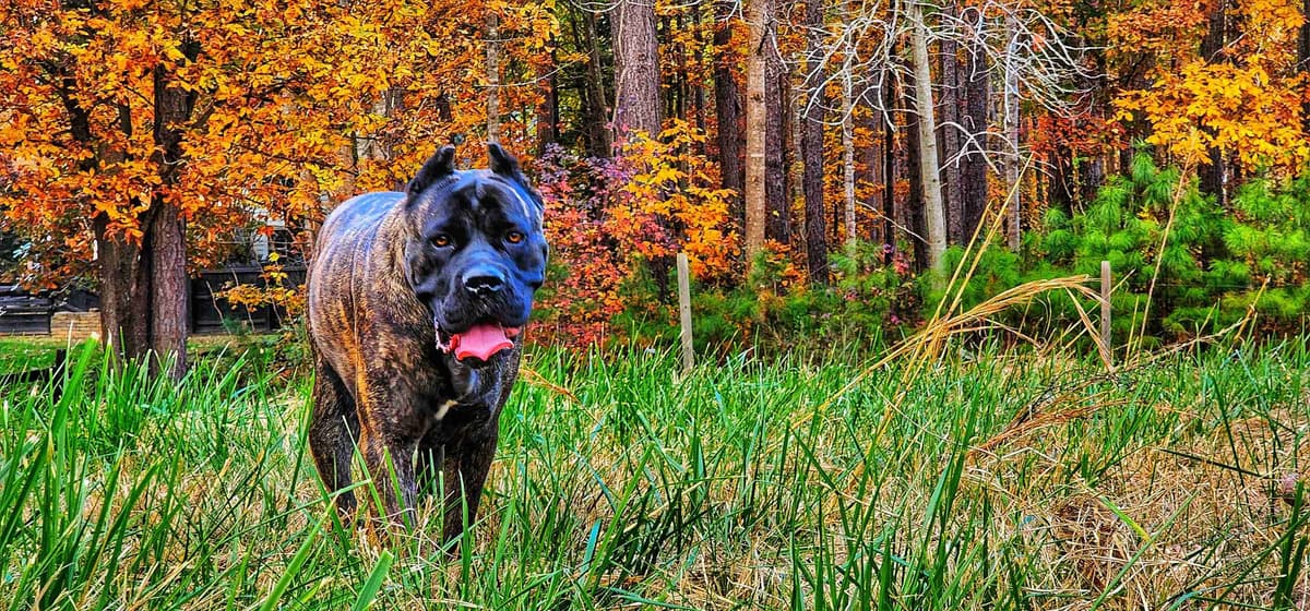 100% Pure and Authentic European Cane Corso Puppies breeder image 25