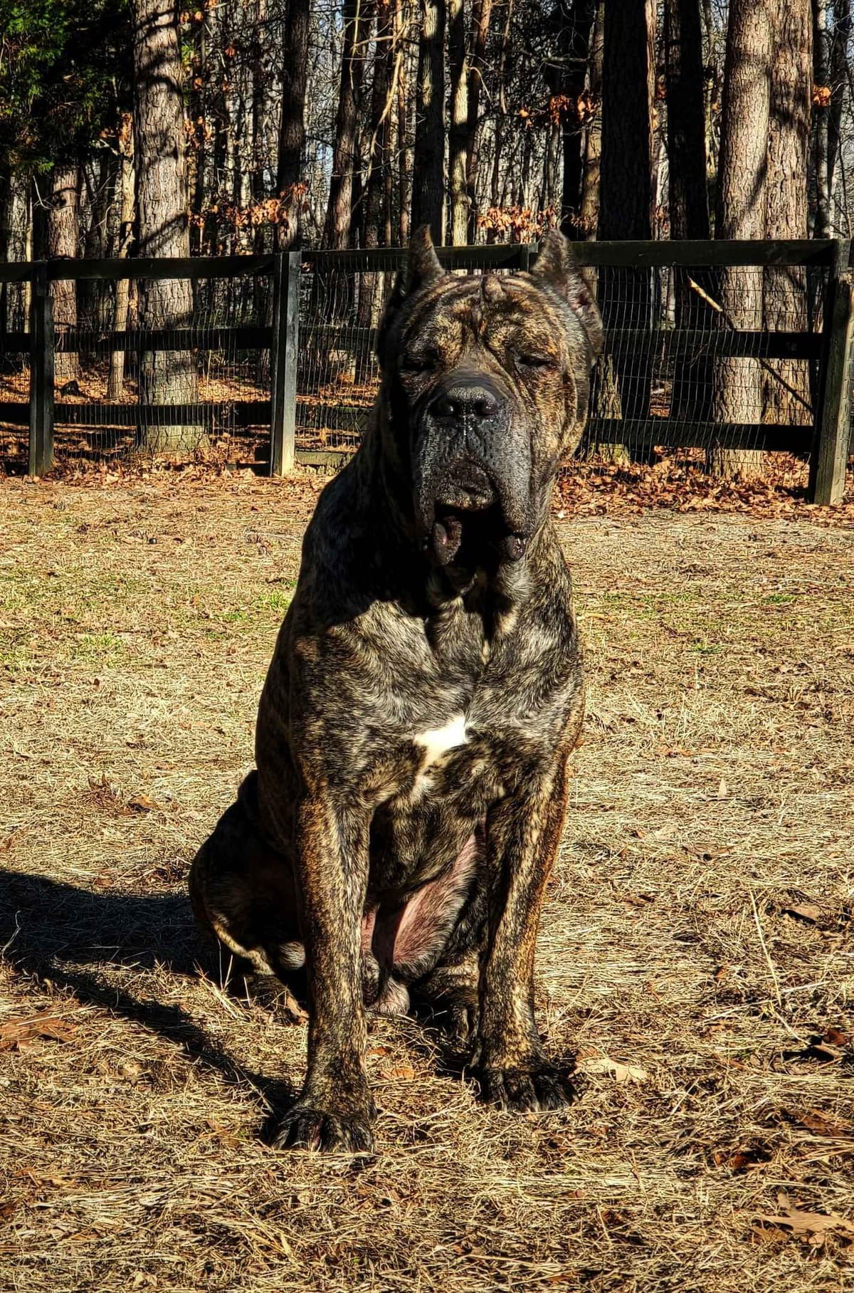 100% Pure and Authentic European Cane Corso Puppies breeder image 29