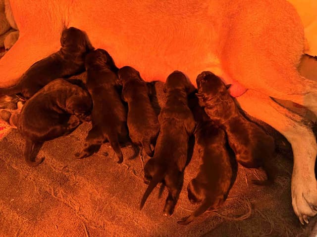 100% Pure and Authentic  European Cane Corso Puppies media 2