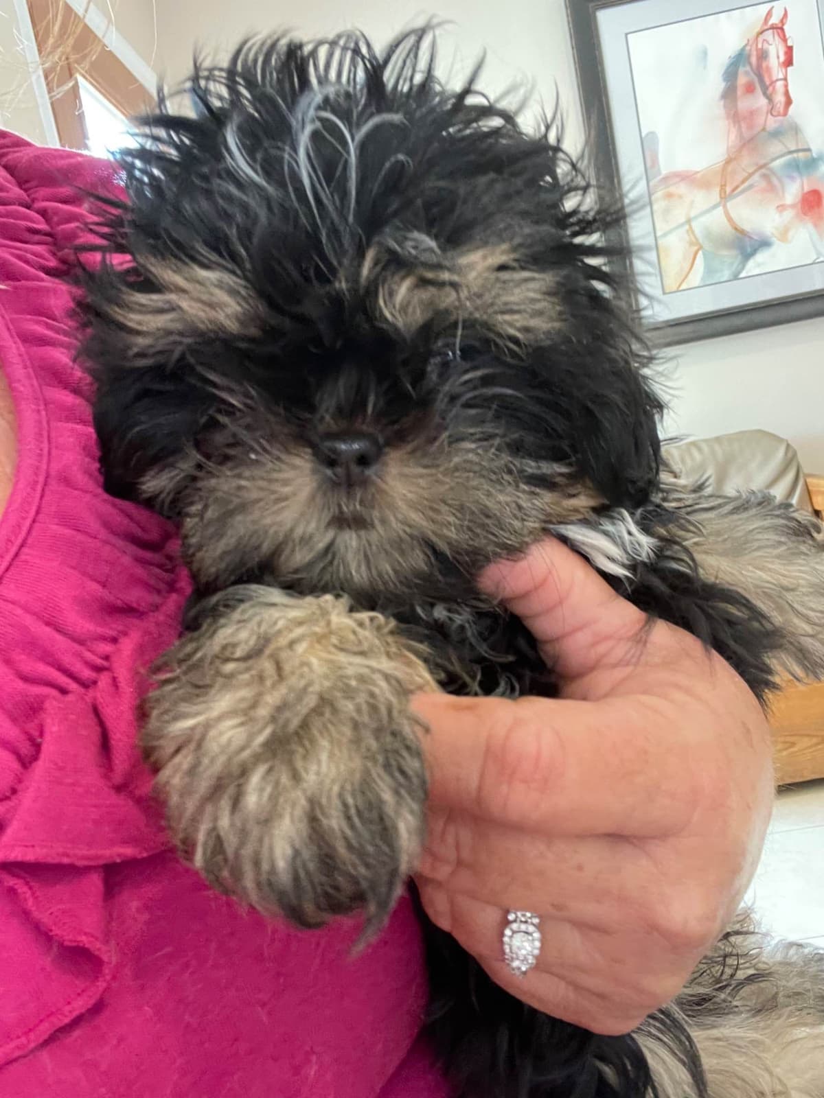 Shih Tzu Puppies breeder image 1