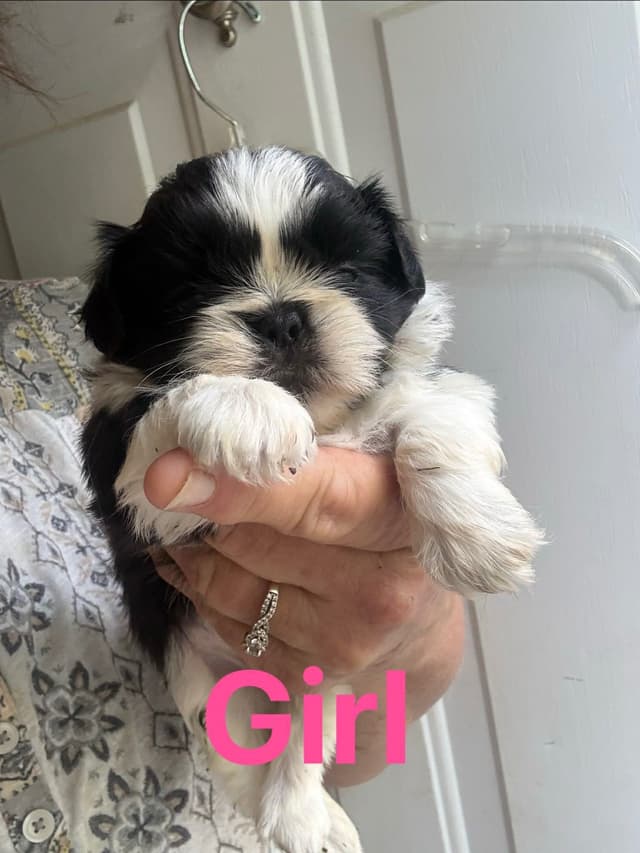 Shih Tzu Puppies media 2