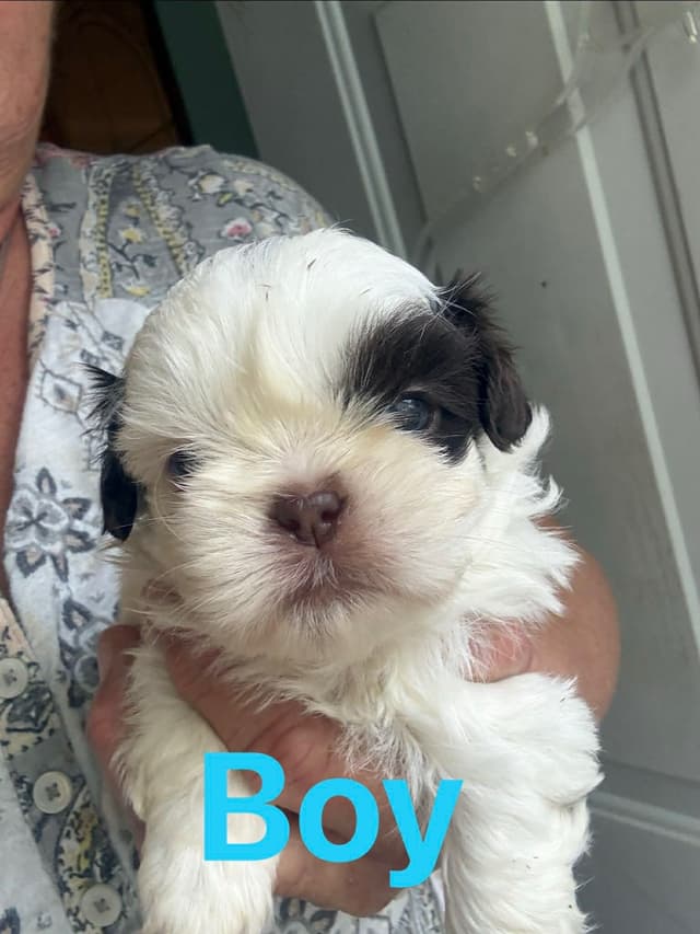 Shih Tzu Puppies media 3