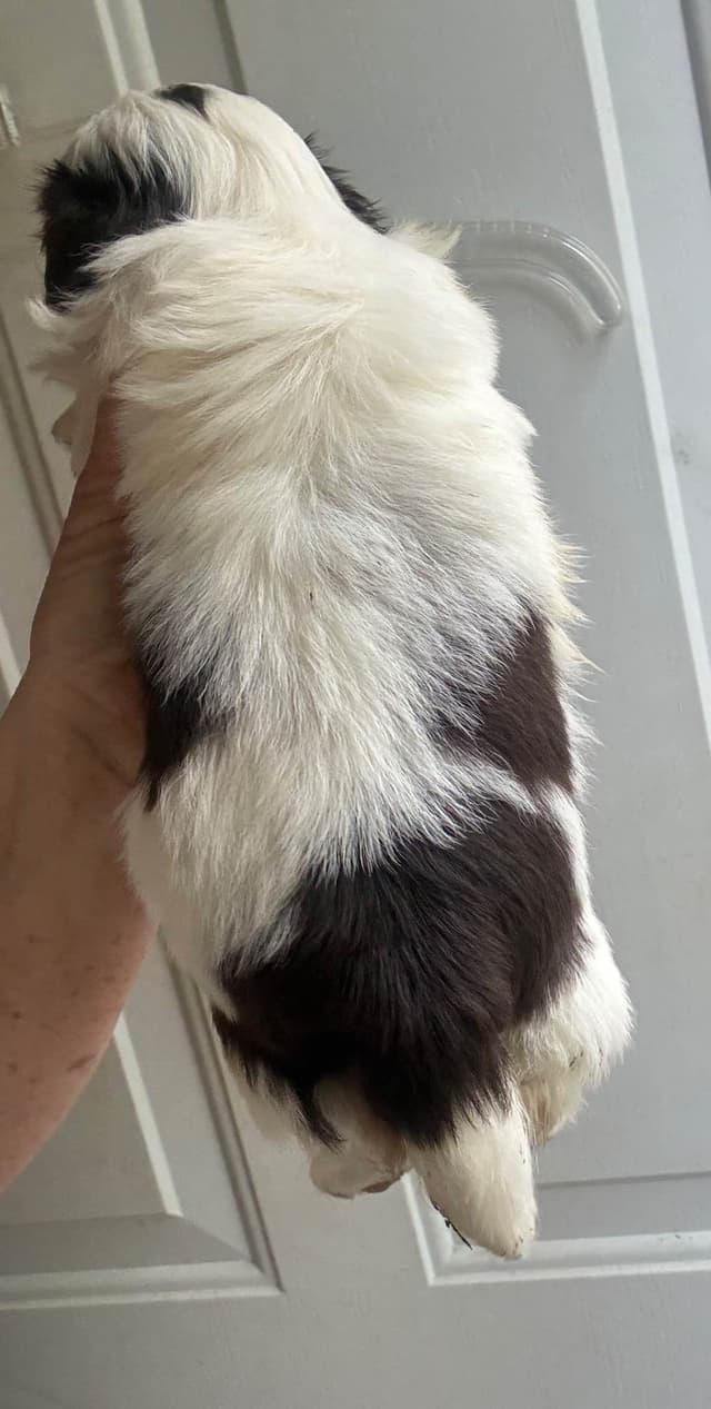 Shih Tzu Puppies media 4