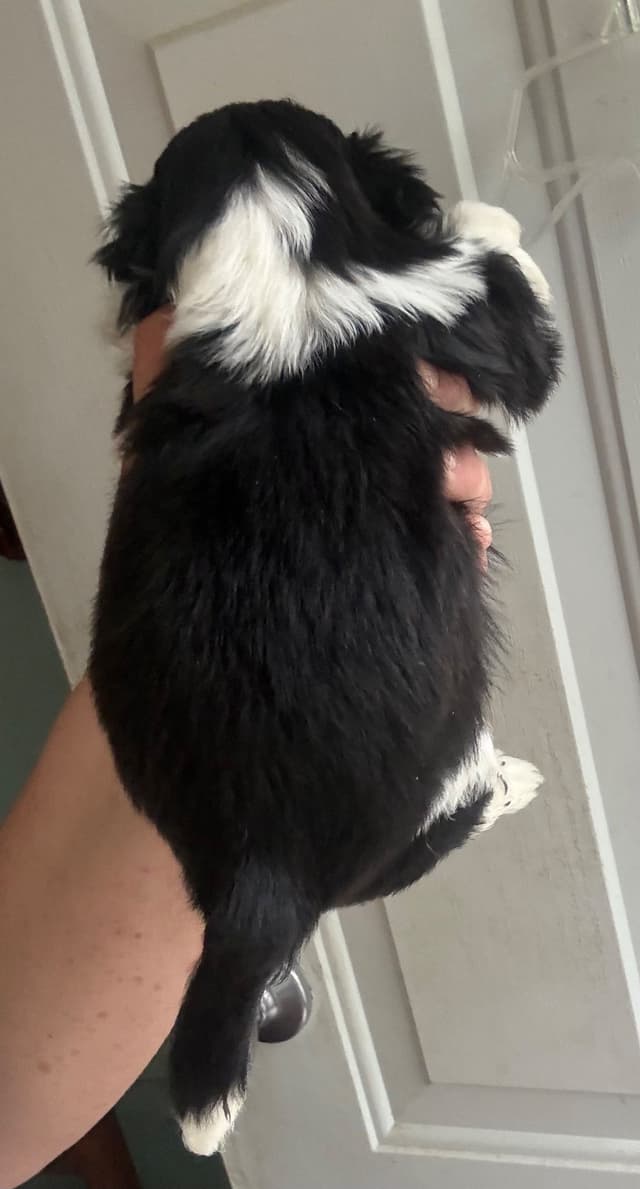 Shih Tzu Puppies media 5