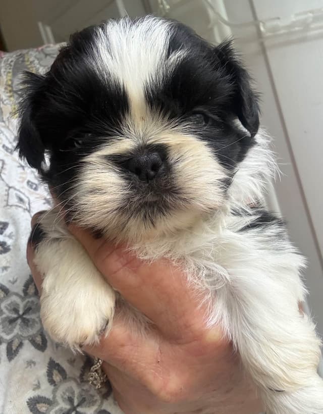 Shih Tzu Puppies media 6