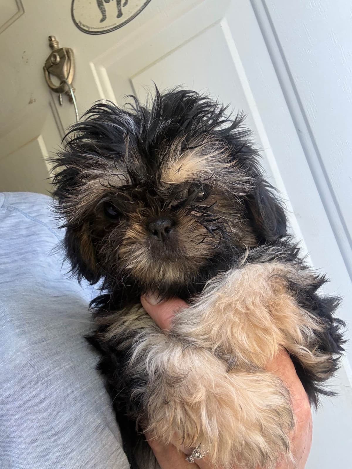 Shih Tzu Puppies breeder image 3
