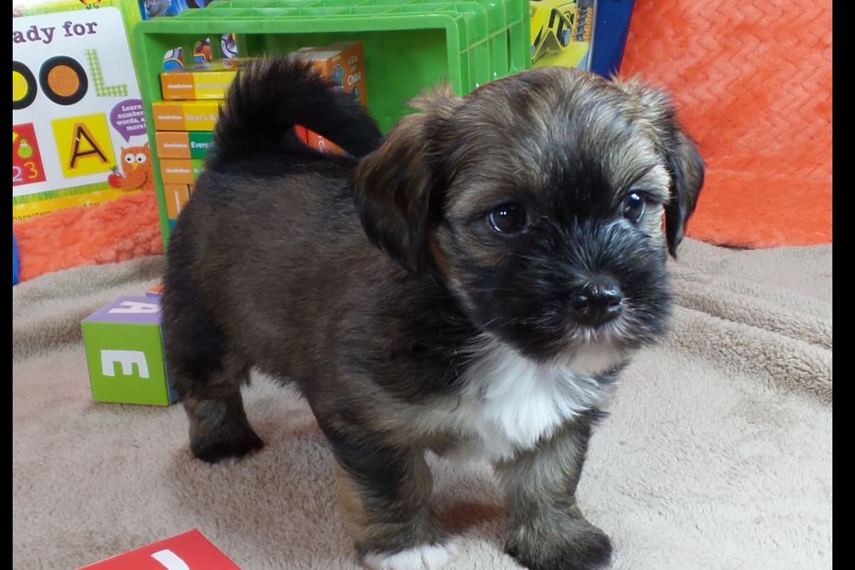 Havanese Puppies breeder image 3