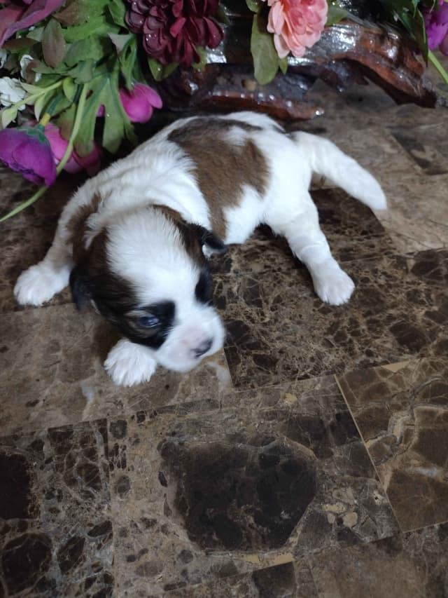 Havanese Puppies media 2