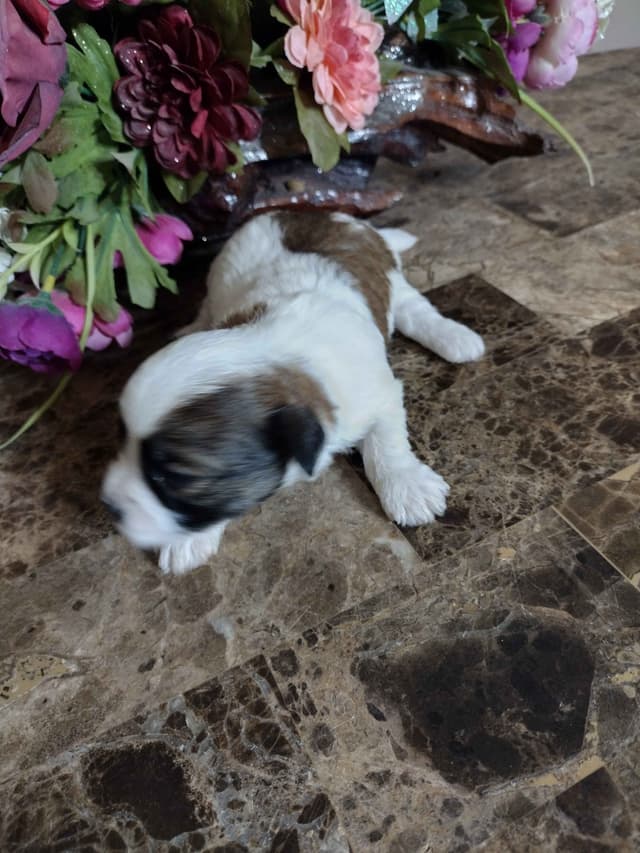 Havanese Puppies media 3